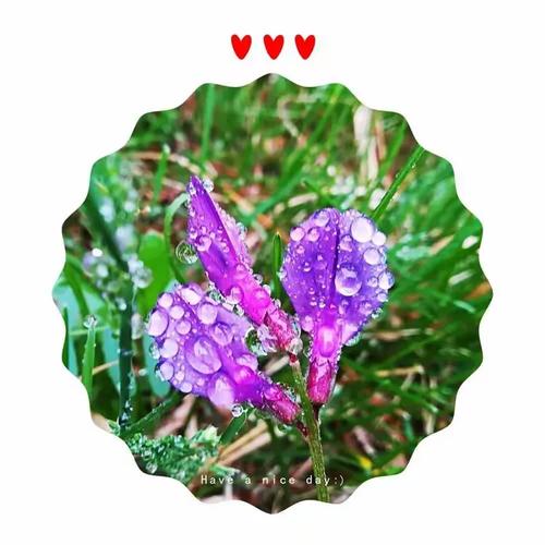 春雨的抚慰之后:花,红的耀眼;叶,绿的发亮